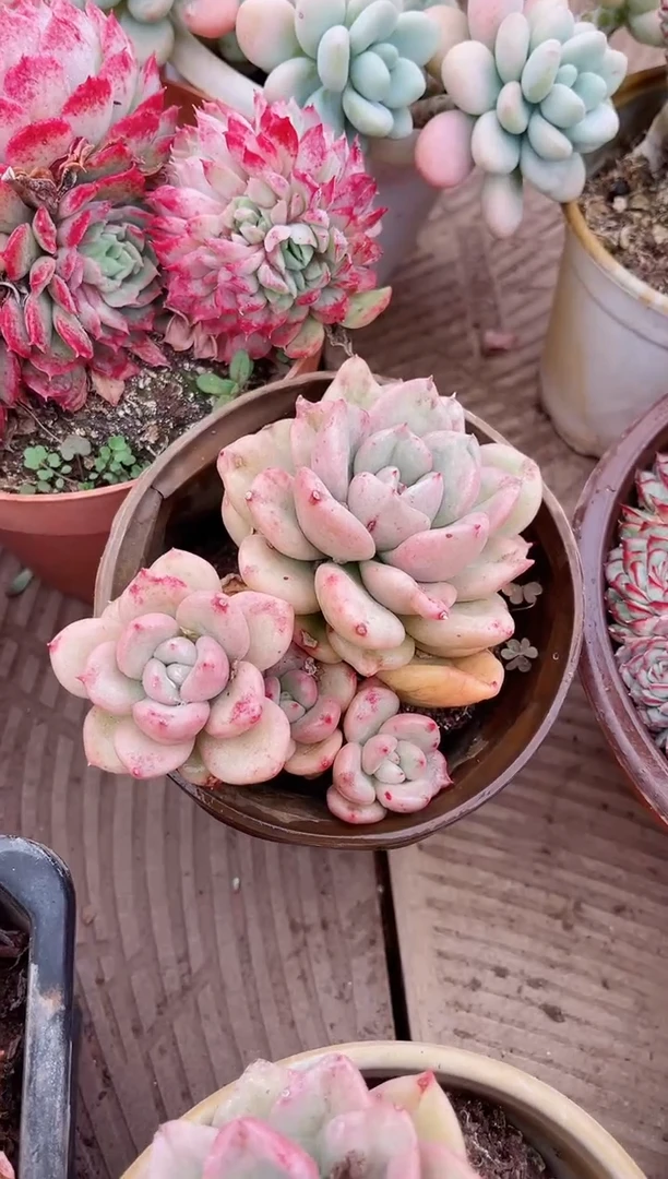 【闪购商品】03665