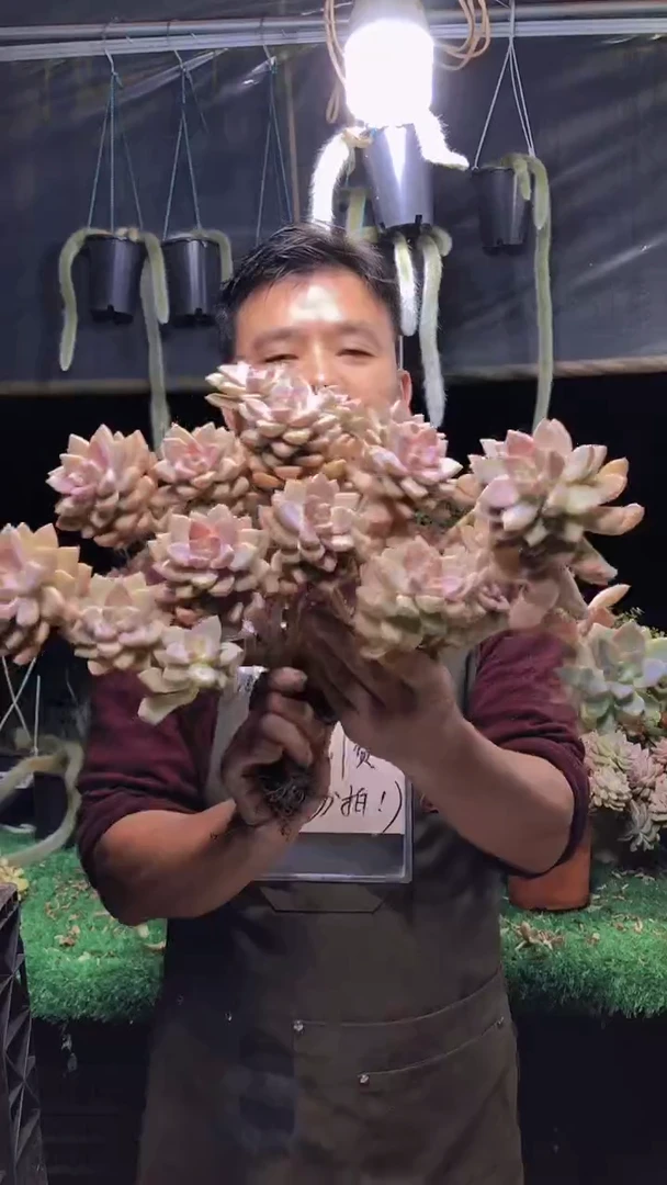 294淡雪缀化一物一拍