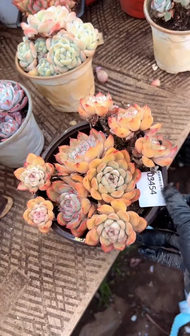 晚*多肉植物一物一拍03454