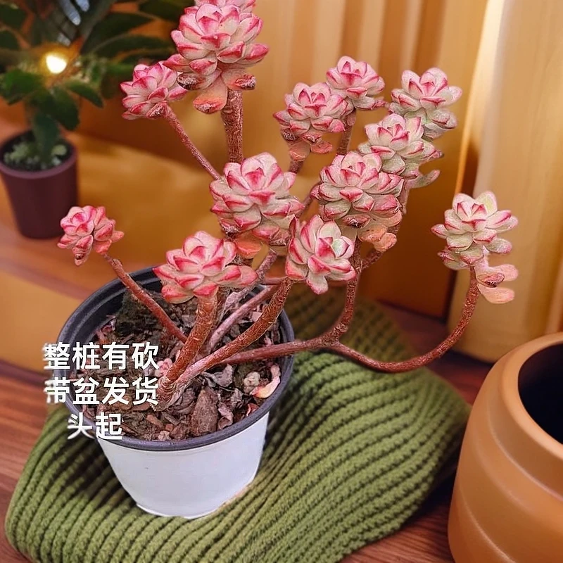 9#探戈老桩  多肉植物