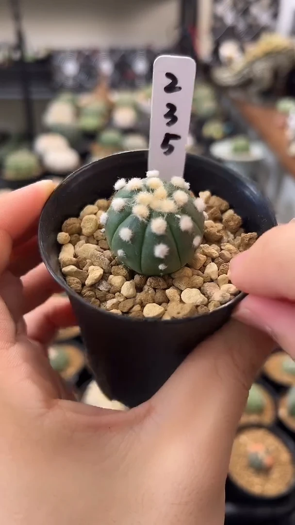 炸毛大油实生根星兜编码235