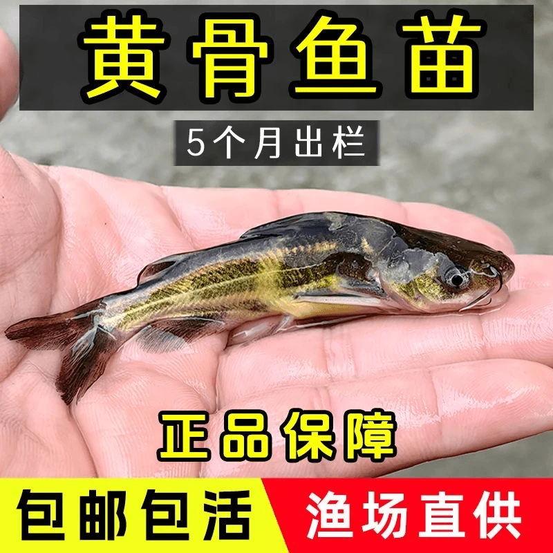 黄辣丁水花苗鱼苗黄骨鱼淡水黄颡鱼苗昂刺小鱼苗好养耐活鱼苗包活