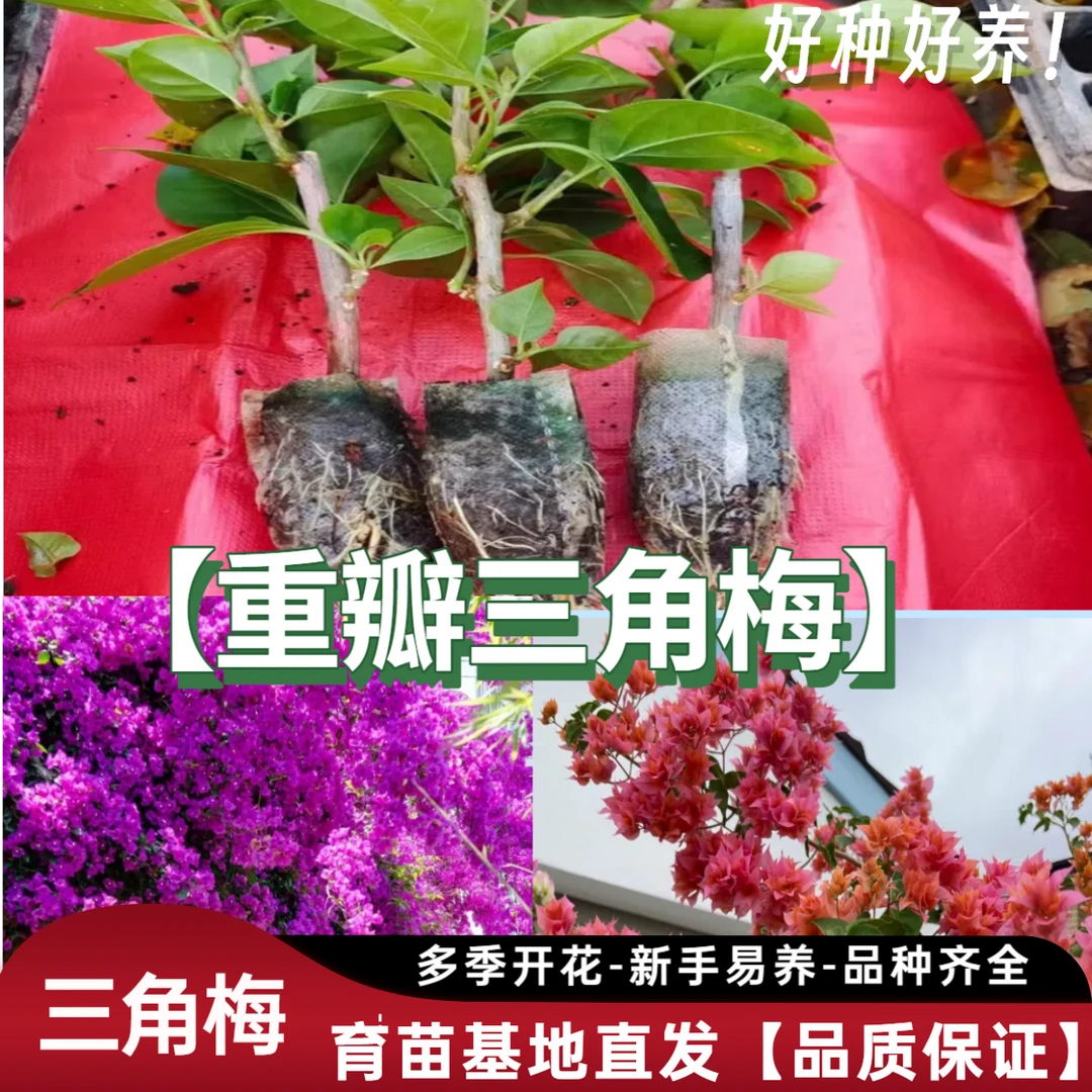 【重瓣三角梅花苗】三角花四季开花爬藤耐寒耐热盆栽绿植室内外庭院