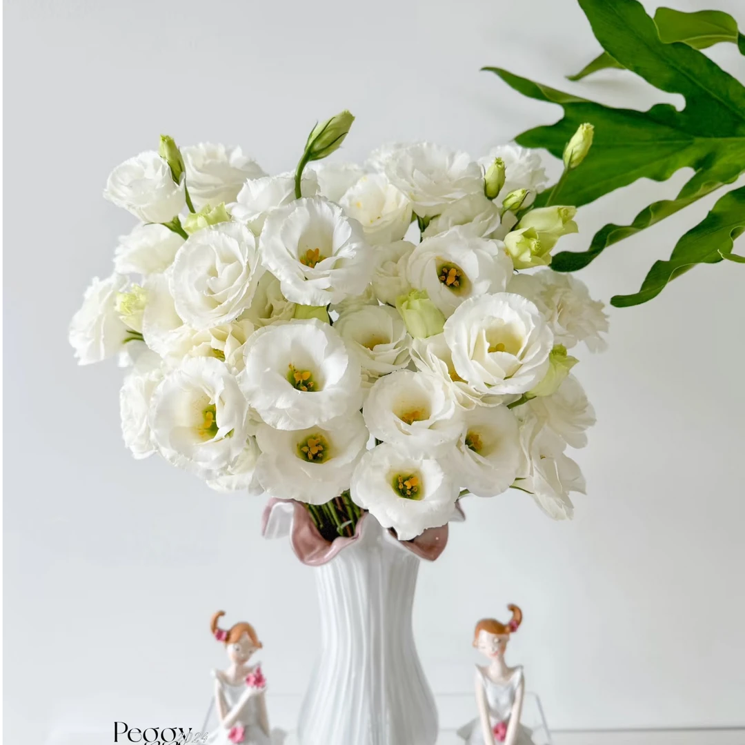 【白色洋桔梗】鲜花云南基地直发家用新鲜水养一单普通快递2单顺丰