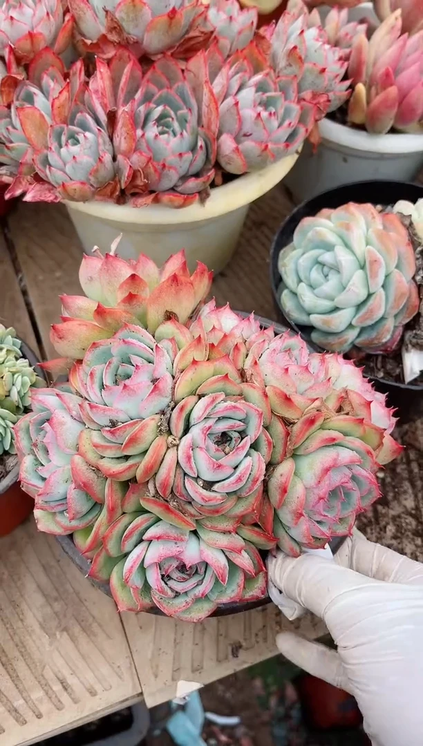 【闪购商品】04324