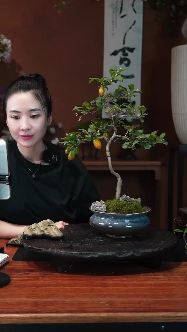 无花朵老鸦柿盆景盆景盆景
