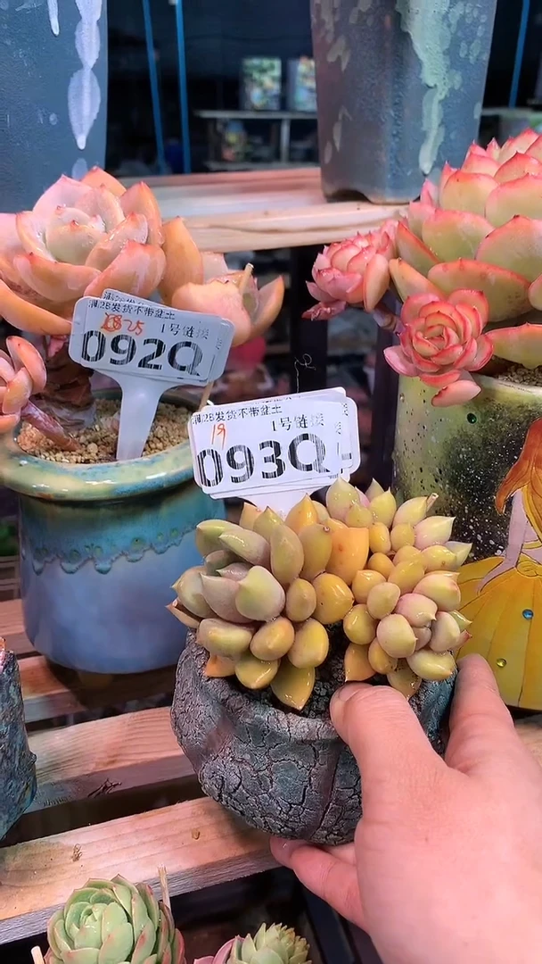 【闪购商品】093QQQ