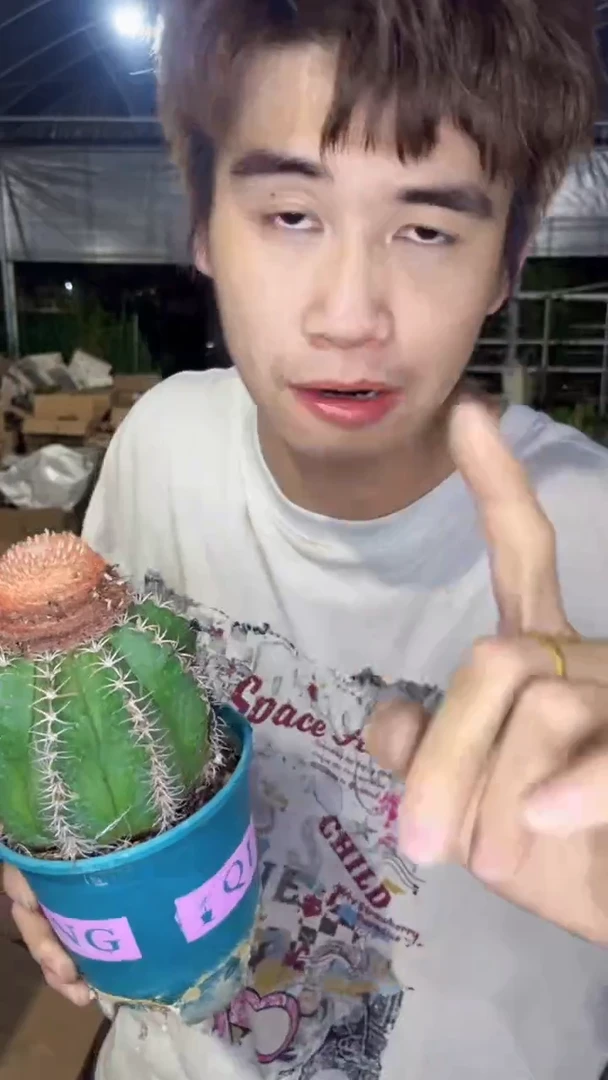 实生根 魔云【带云顶】7-9cm