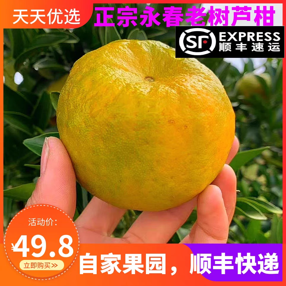 顺丰快递正宗永春芦柑老树椪柑原产地新鲜现发孕妇水果10斤礼盒装