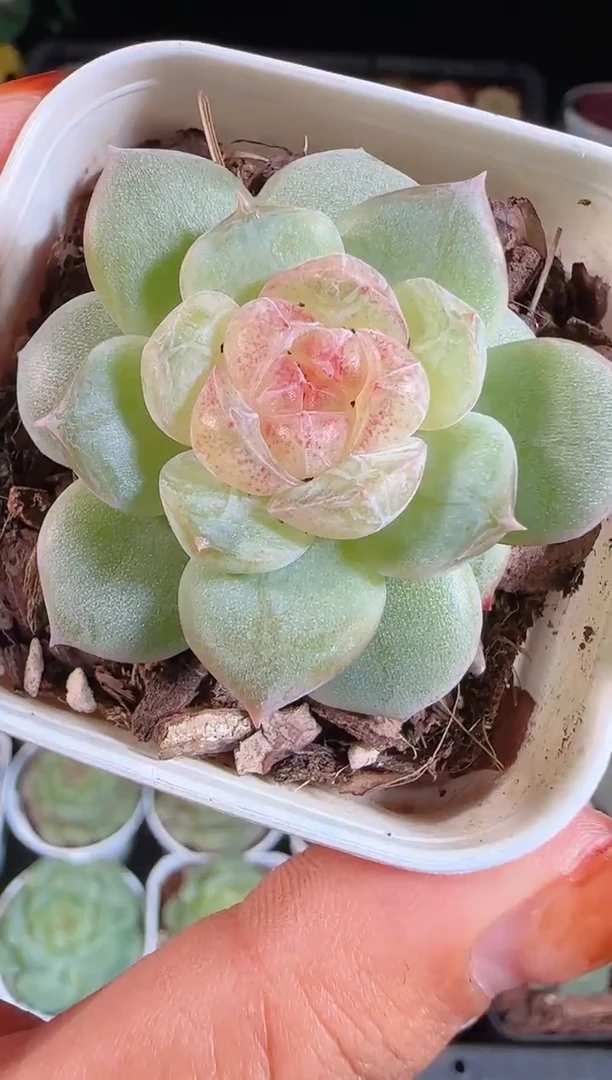 1108-481若梦切糕麦秆群不包整