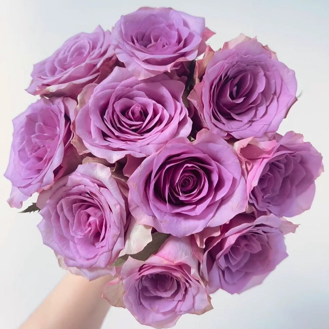 鲜花【紫霞仙子】家庭同一地址两单顺丰或京东送货上门+配草1扎