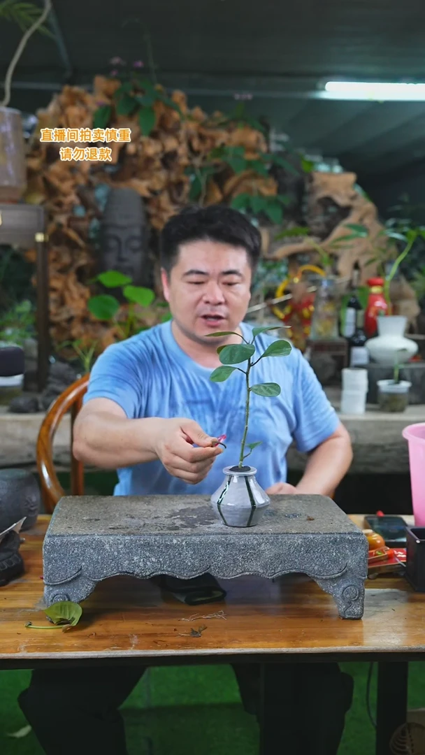 当前无花栽培后可以开花菩提小盼286