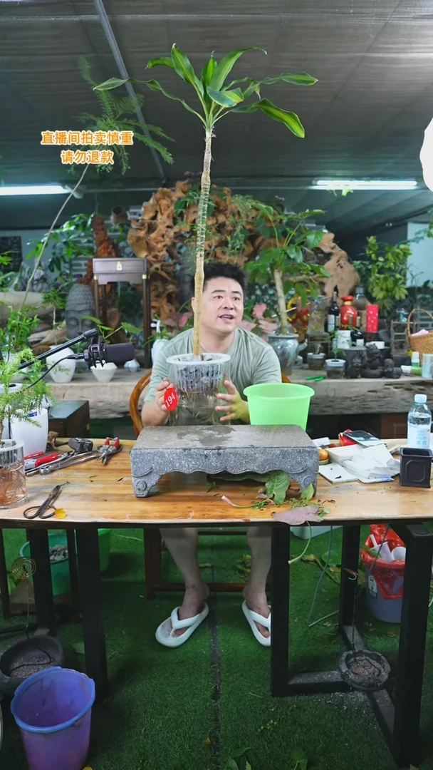 当前无花栽培后可以开花美人铁194T