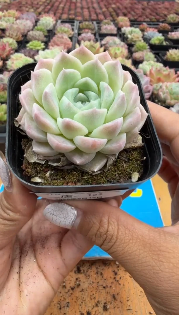 东云多肉园二店-122