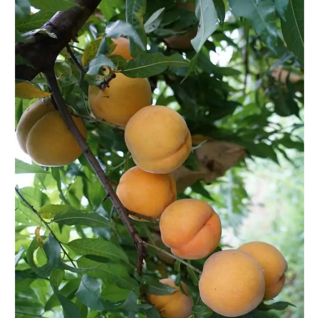 【黄玫瑰黄桃】颜值高糖度高中北部地区都可以种植