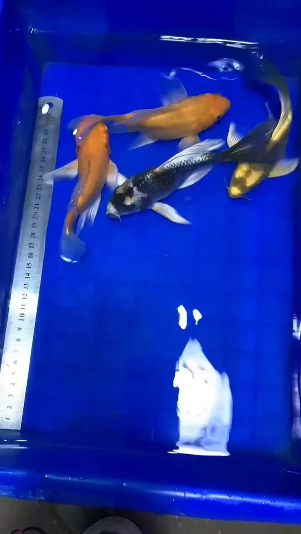 蝴蝶鲤鱼蝴蝶鲤直播选鱼专用链接
