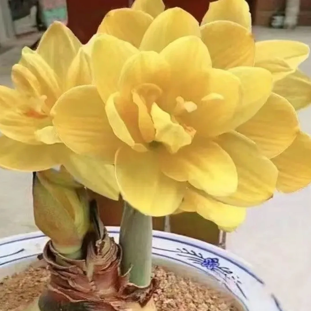 黄玉）朱顶红种球6-8厘米【1颗】