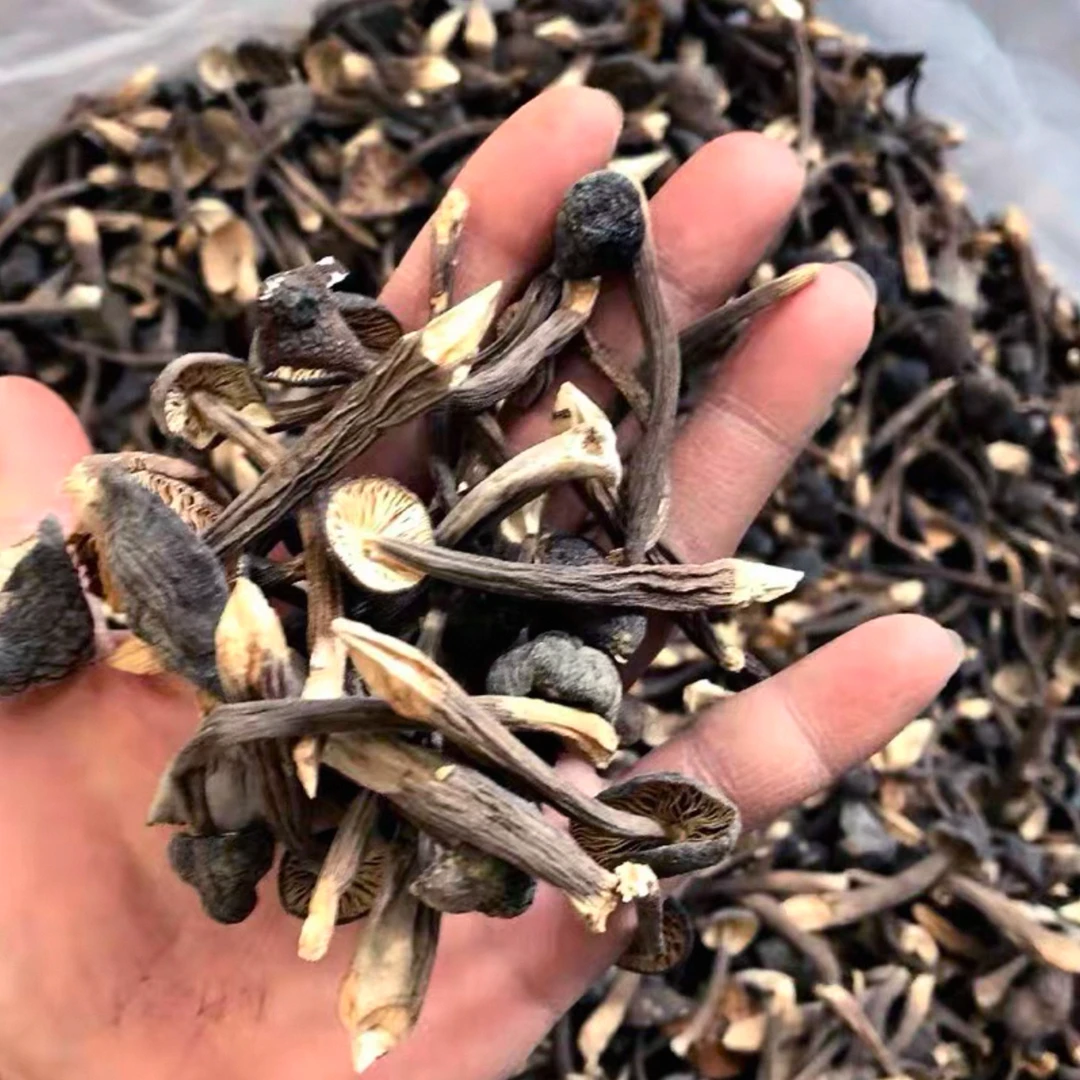 【叶村长助农】农家深山 黑皮鸡枞