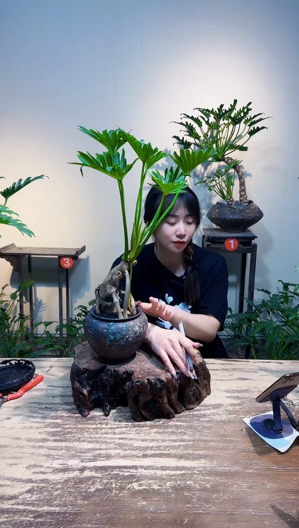 无花朵唐***?龙鳞小天使158