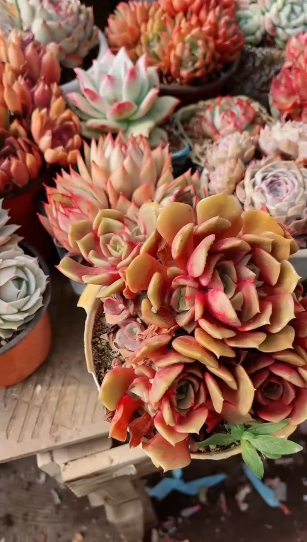 【闪购商品】19249多肉