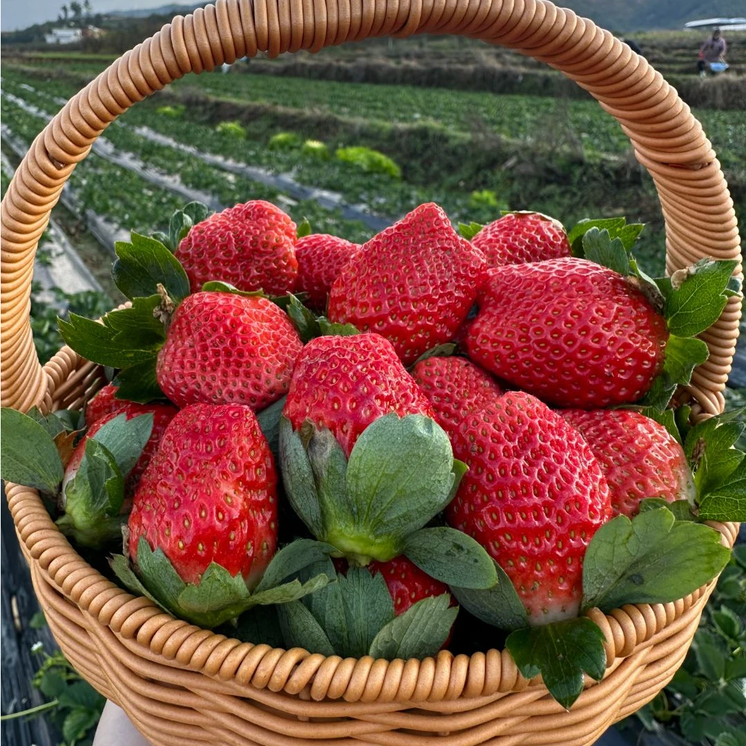 Y【净重3斤装】（顺丰）现摘现发四川大凉山正宗露天奶油草莓香甜