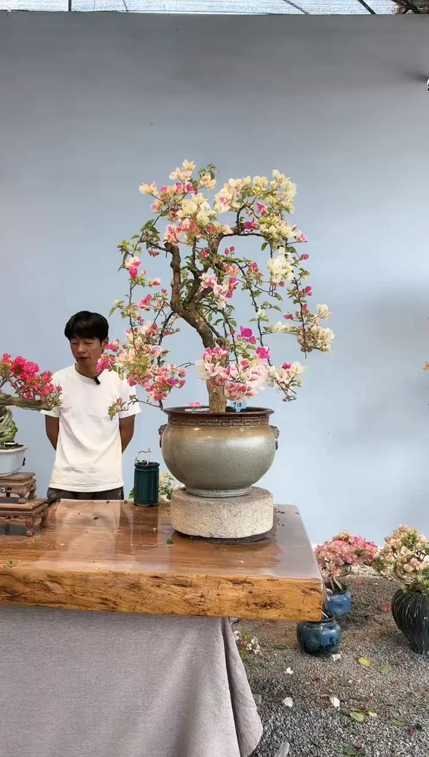 三角梅专场一物一拍18