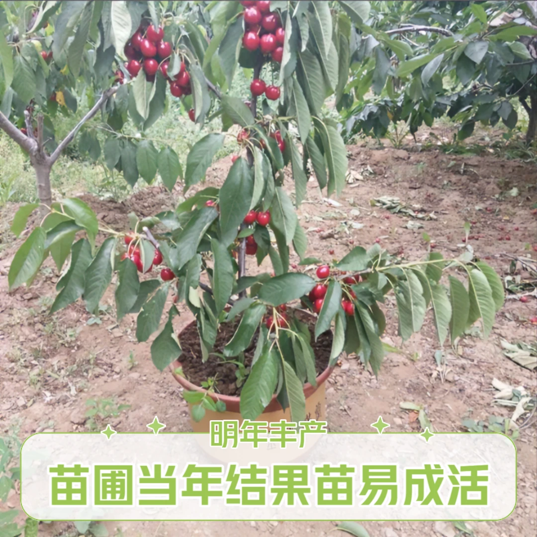 【原盆土带叶车厘子大樱桃苗明年挂果】南北方盆栽院栽种植苗圃发货