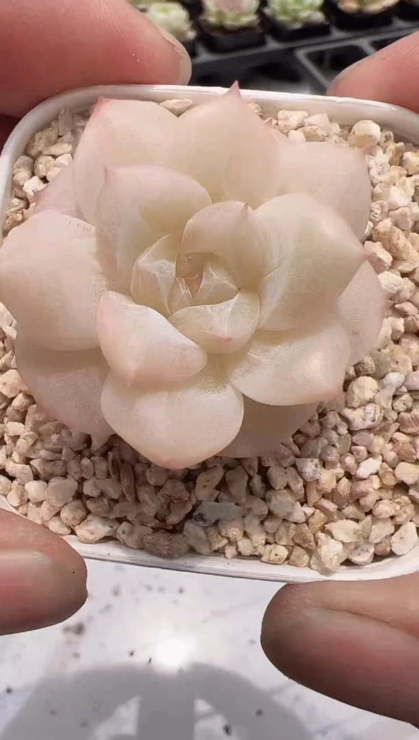 东云多肉园新款-72