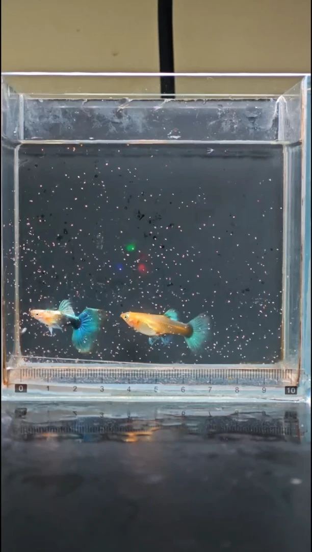 孔雀鱼黄化蓝礼服鸥翼孔雀鱼1对