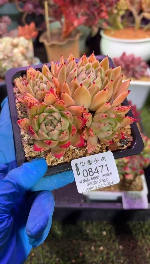 【闪购商品】08471