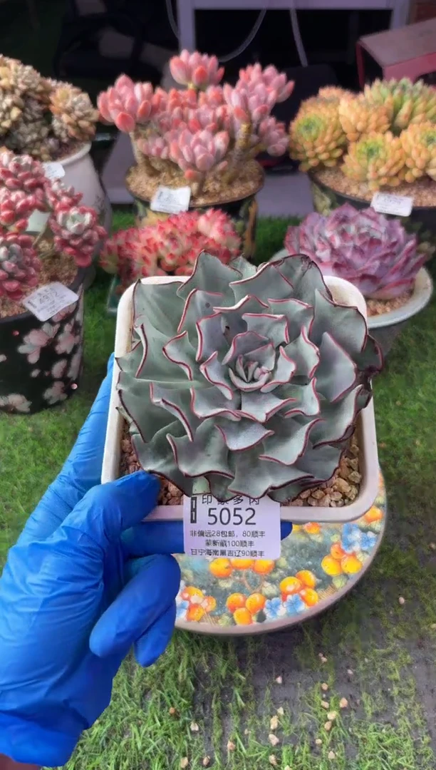 昆明印象多肉5052