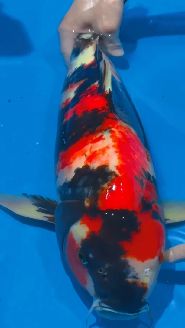 锦鲤佛山金隆锦鲤直播专用闪拍链接