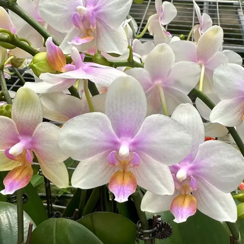 2.5寸 粉蕊公主-抽梗苗 叶瑕 蝴蝶兰花