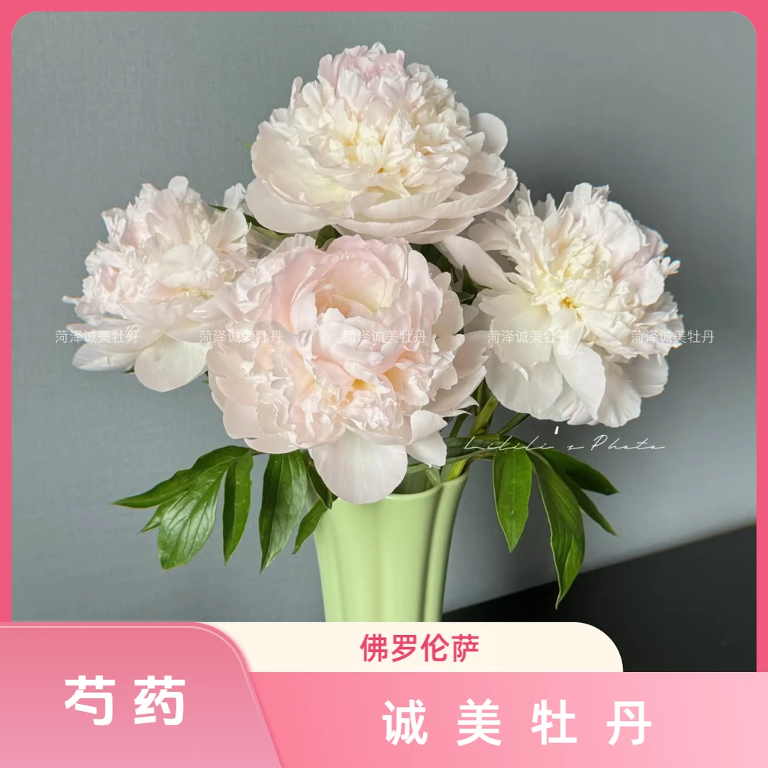 【佛罗伦萨】进口芍药非常嫩的浅粉色 花苗现挖现发 裸根发货