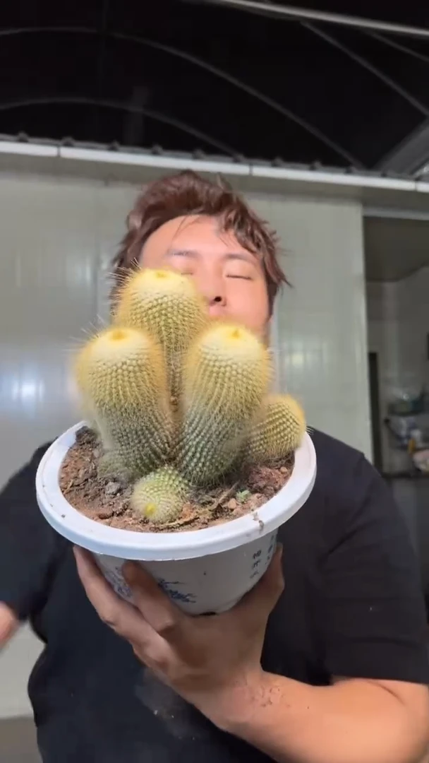 11-15cm 金丝猴 群生【带根】