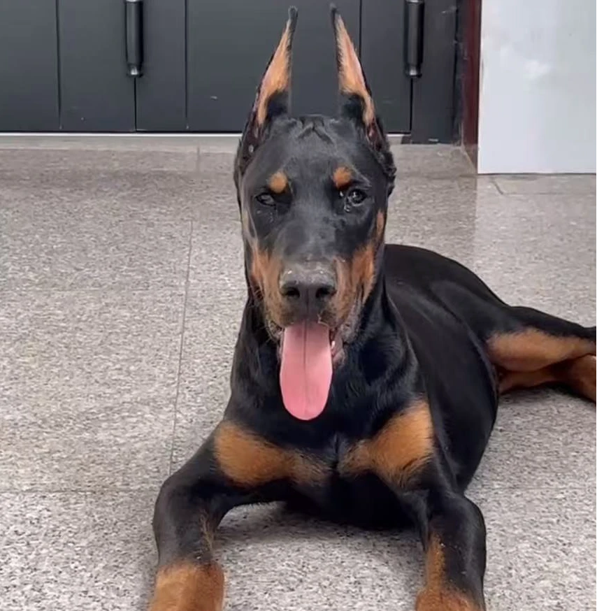 【芳杰的杜宾犬】狗狗活体田园犬土狗中华宠物中华田园犬