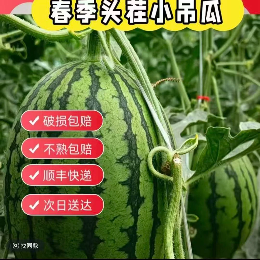 甘肃西北2粒装新鲜开棚小西瓜上市5斤起 京津冀江浙沪次日达甘肃省