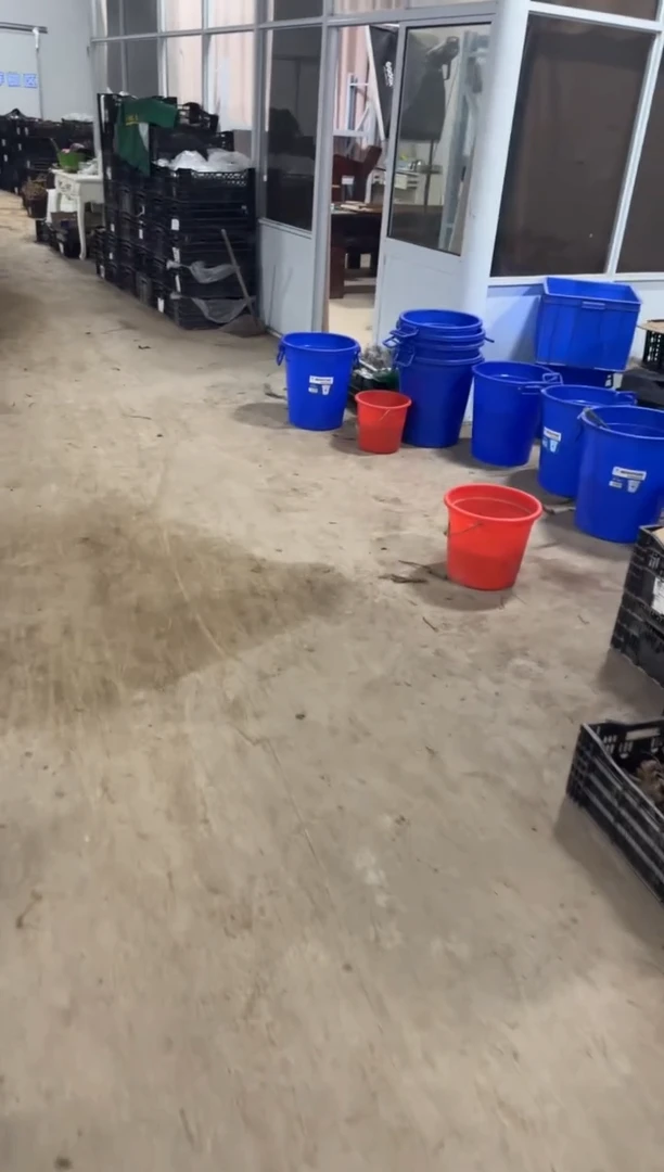 完全开放A****青AIone冬青  248