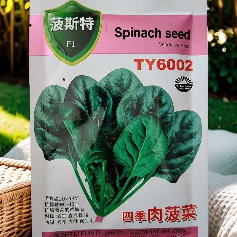 四季肉菠菜新种子