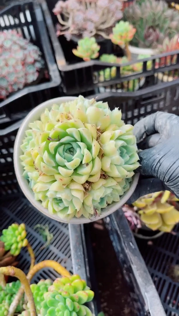 C*M16162多肉植物一物一拍