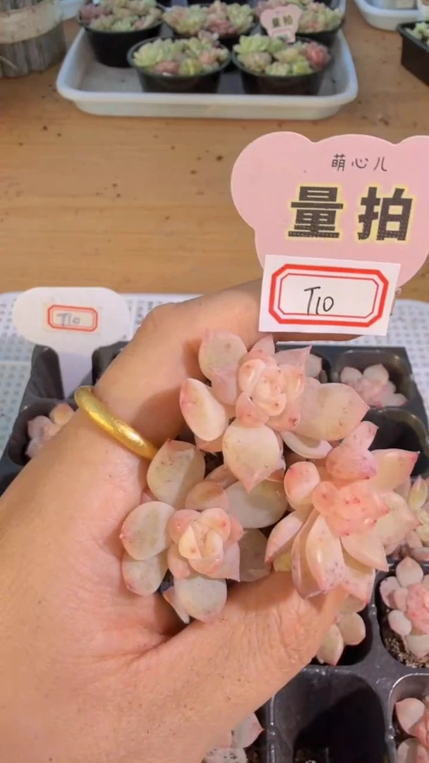 T10单双混 3颗量拍混发 满9.9包邮