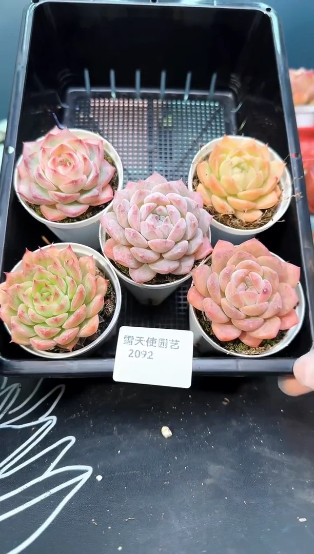 2  092  多肉 5  颗