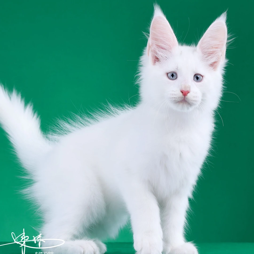 来了姊妹-纯白蓝眼缅因猫 弟弟 9
