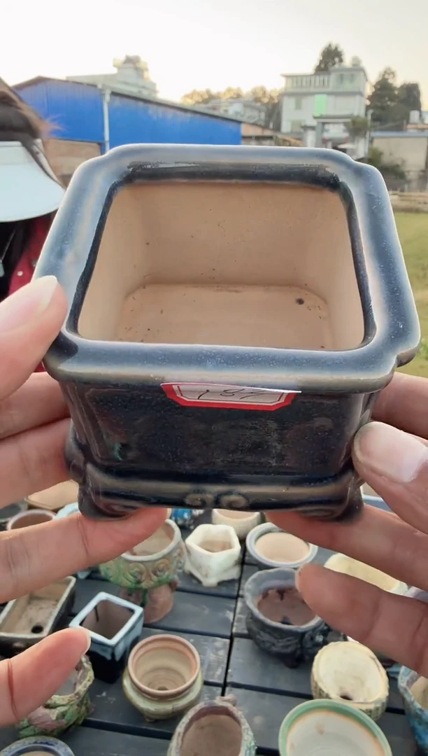 东云多肉园新款-183