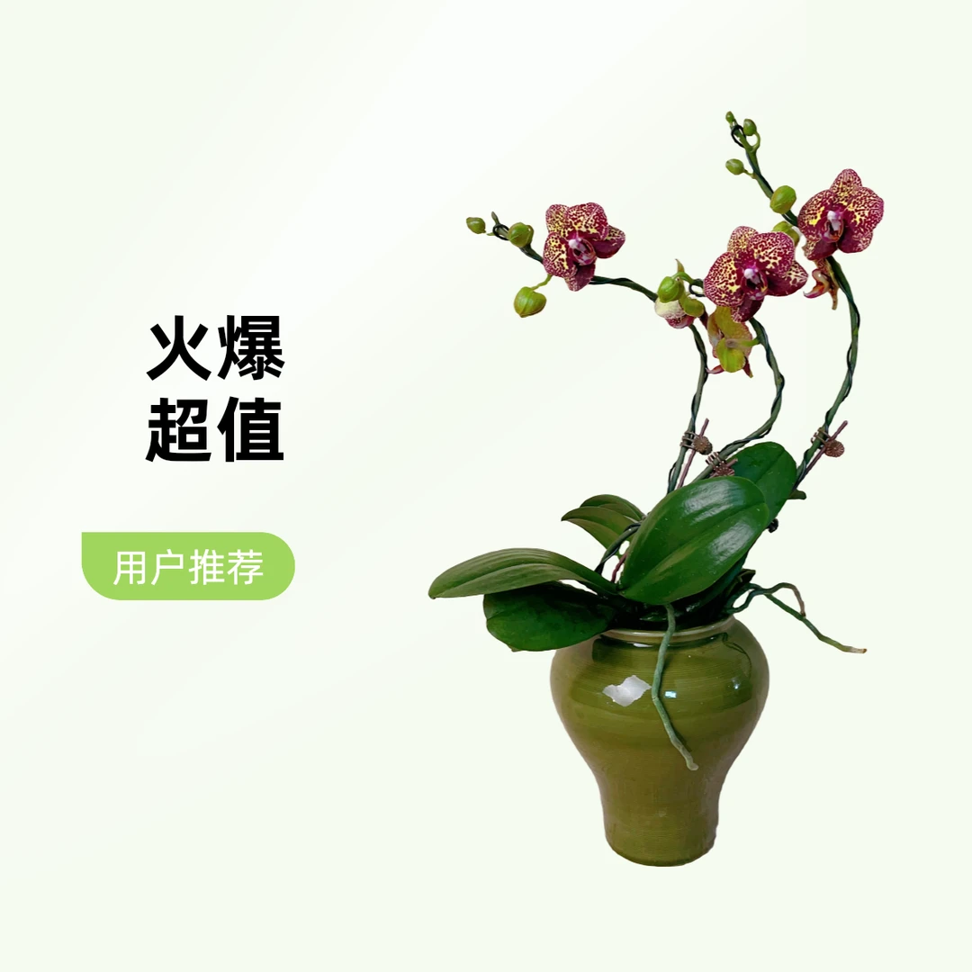 桦艺优选【金钱豹】蝴蝶兰轻奢唯美室内绿植花卉艺术盆栽基地直发