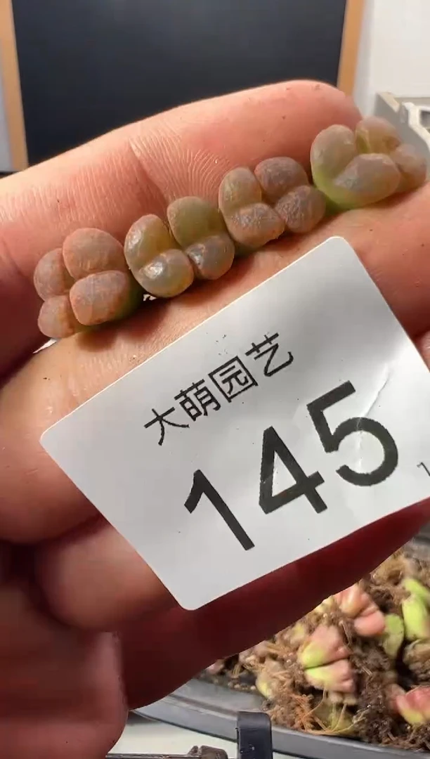一物一拍         145