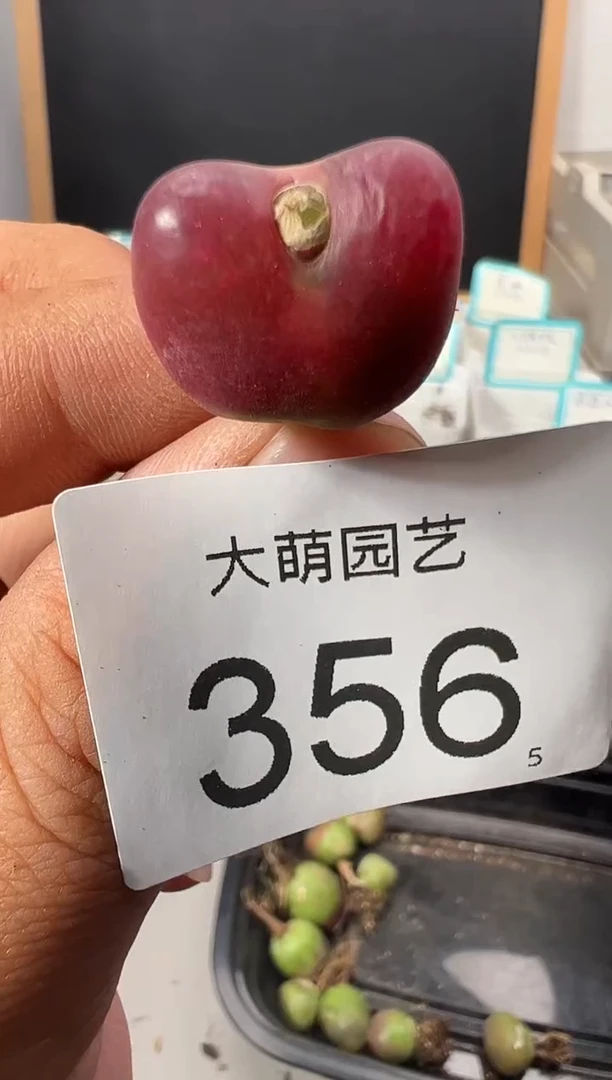 【闪购商品】++++356