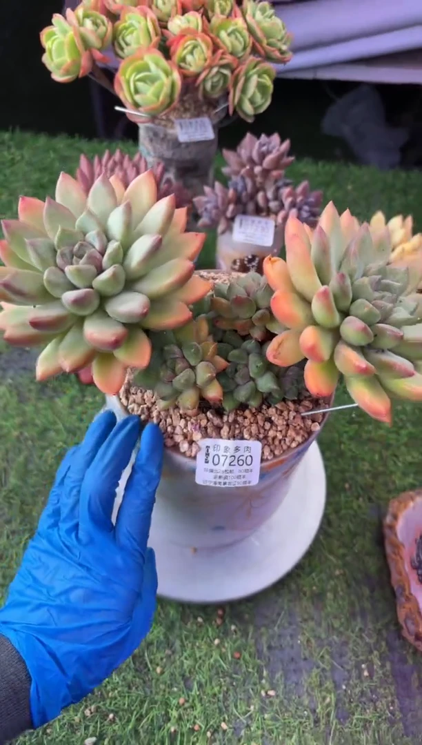 昆明印象多肉07260