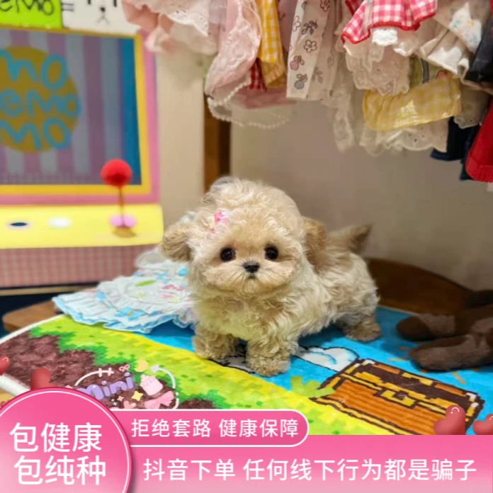 宠物狗纯种比熊幼犬泰迪熊小型犬赛级马尔济斯马尔泰马儿熊西施犬
