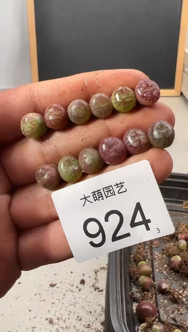 【闪购商品】++++924毛杂以下3颗